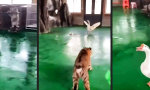Tiger auf wilder Gänsejagd