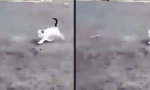 Funny Video : Tippel Tippel Tippel Doing