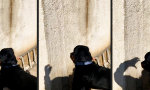 Funny Video - Der Troll im Schatten