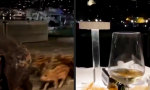 Funny Video : Weckt kulinarische Erwartungen