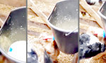 Funny Video : Milchtankstelle