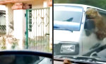 Funny Video : Auf den Schwanz getreten
