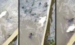 Lustiges Video : Die Froschschenkel hochlegen