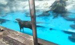 Movie : Schwimmtechnik für faule Otter