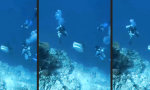 Funny Video : Kurzer Schock