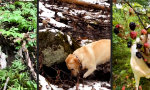Lustiges Video : Zwei Arten von Labrador