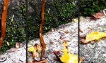 Funny Video : Schuhlöffel auf Abwegen