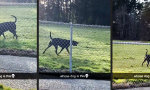 Lustiges Video : Tröte auf vier Pfoten