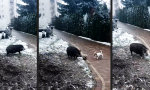 Movie : Sich sauwohl fühlen in der Hundekälte