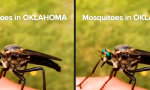 Lustiges Video - Andere Länder, andere Mücken