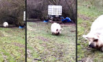 Funny Video : Schweinisches Lebensgefühl