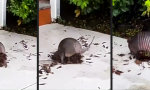 Funny Video - Heißer Feger schnallt Gürtel enger