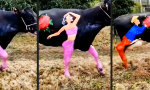 Funny Video : Kuh wie Kunst