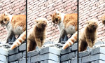 Lustiges Video : Katzenbullie bullien