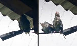 Lustiges Video - Zum trockenen Glück gezwungen