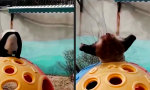 Funny Video - Grazile Wunder der Natur