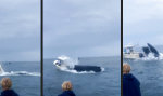 Funny Video : Moby Dick sagt Hi
