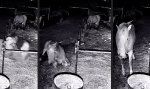 Lustiges Video : Einem ausgerollten Gaul schaut man nichts in’s Maul