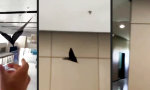 Funny Video - Kreativer Flattermann