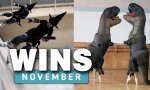 Funny Video - WIN Compilation November 2024