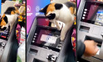 Lustiges Video : Sozialarbeitende Katze gegen Shopping Addiction