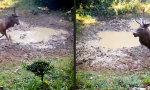 Funny Video : Bockige Schlammpackung