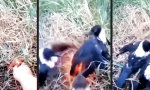 Funny Video : Federleichte Brandbekämpfung