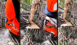 Lustiges Video : Der Baum muss fallen