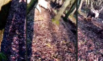 Movie : Plötzlich war der Wald mobil