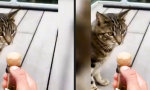 Funny Video : Mit der Mieze anstoßen