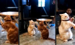 Ene mene Miau