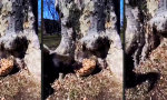 Lustiges Video - In Nuss-Wahn verfallen