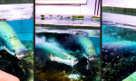 Lustiges Video : Wurstsaug-Effekt im Aquarium