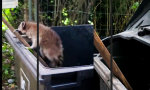 Movie : Der neue Berliner Bär