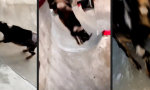 Funny Video - Mehr Bock als Tony Hawk