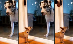 Lustiges Video : Großes Maul hinter Glas