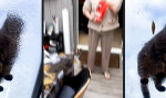 Katzenklo mit maximaler Visibility