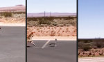 Funny Video : Road Runner vs Coyote