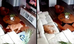 Was der Hund macht, wenn keiner hinschaut