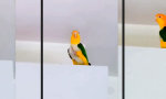 Stolz durch die Küche marschiert