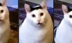 Dr. Katz ist online