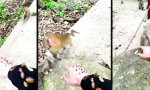 Movie : Der Affe kann nicht anders