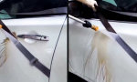 Der Gurt als Fluchtlinie für Dreck von gestern