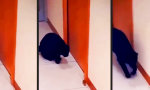 Movie : Gewiefte Maus