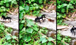 Lustiges Video : Hausbesuch vom fliegenden Chirurgen