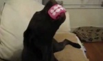 Lustiges Video - Dog Dylan