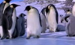 Lustiges Video : Pinguine haben es nicht leicht