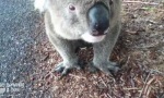 Gib dem Koala nen Schluck ab