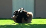 Kung-Fu-Panda-Training