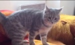 Lustiges Video : Ninja Cat